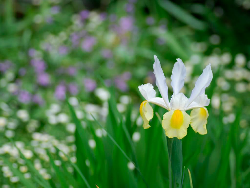 flower_photo4.jpg