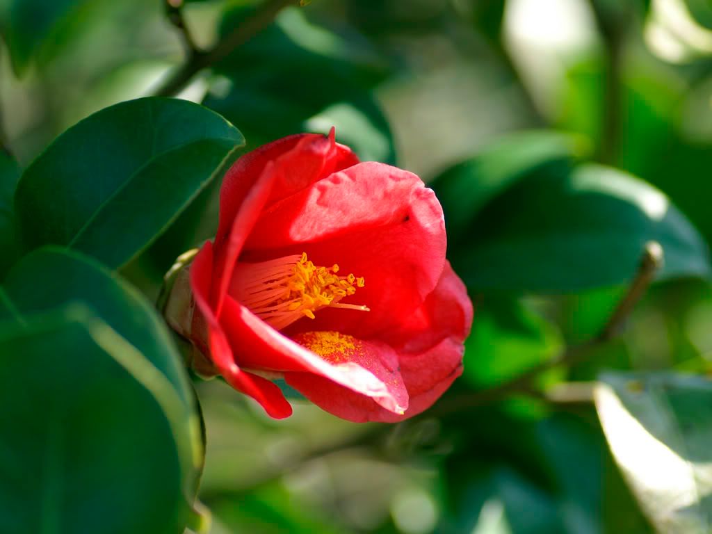 flower_photo6.jpg