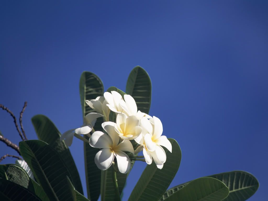 flower_photo7.jpg