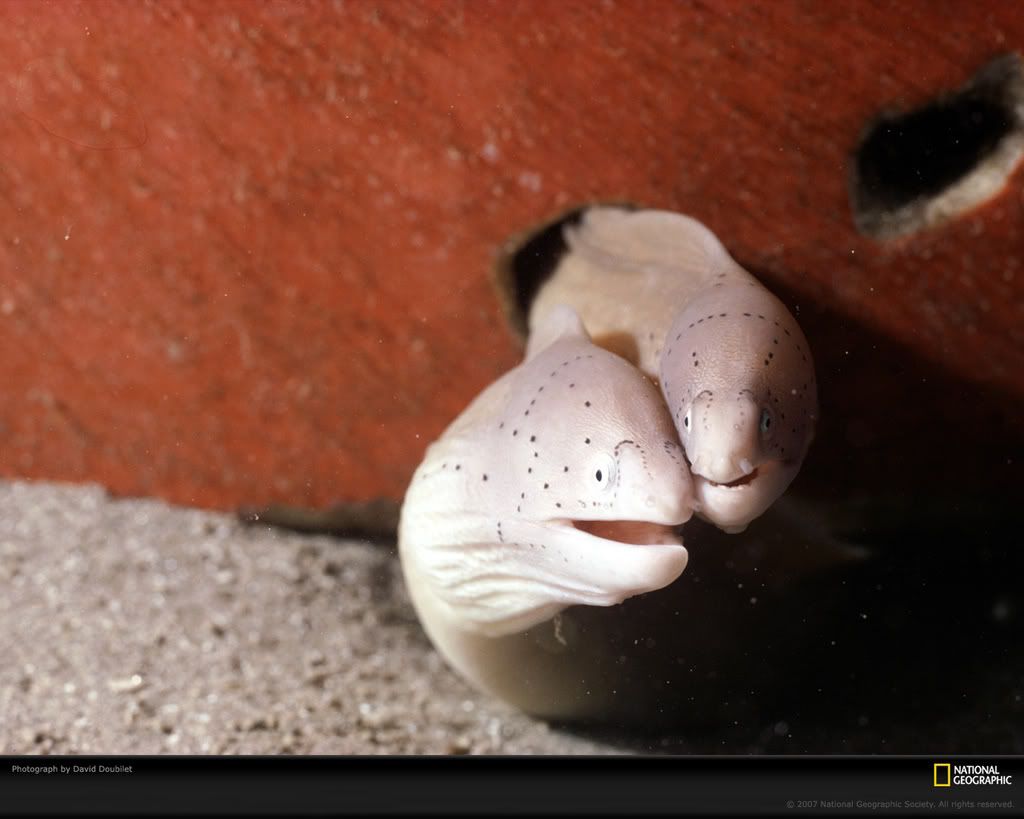 geometric-moray-eels-217989-xl.jpg