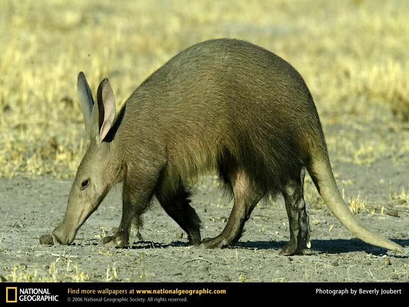 aardvark.jpg