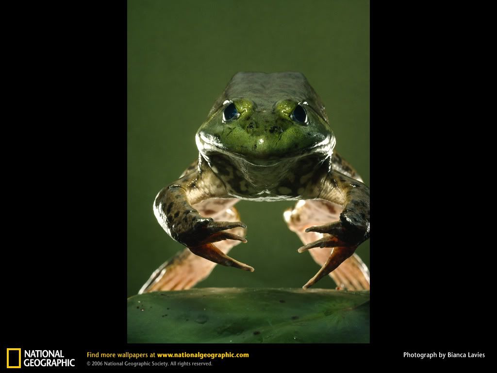 american-bullfrog.jpg