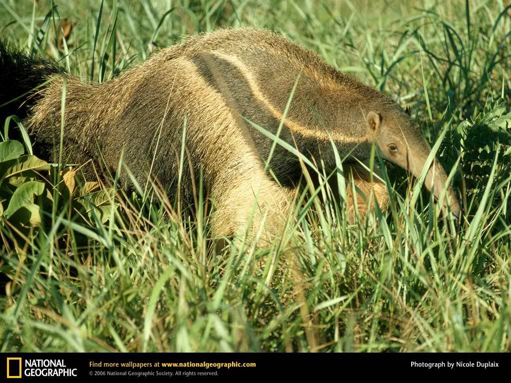 anteater.jpg