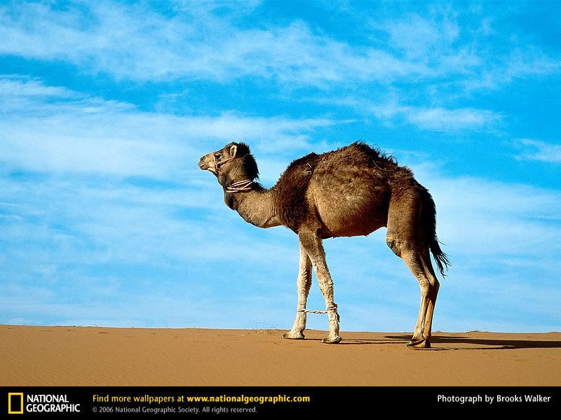 arabian-camel.jpg
