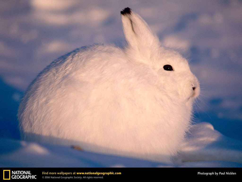 arctic-hare.jpg