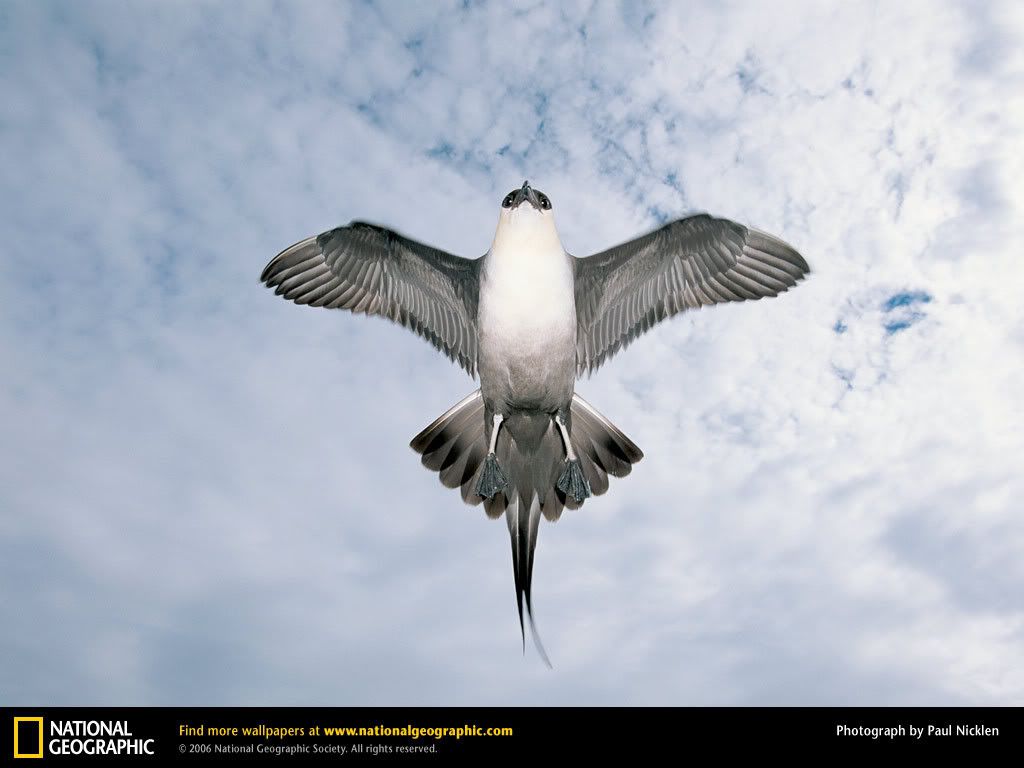 arctic-skua-jaeger.jpg