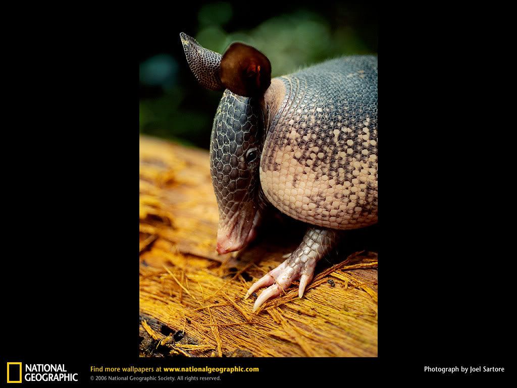 armadillo-profile.jpg