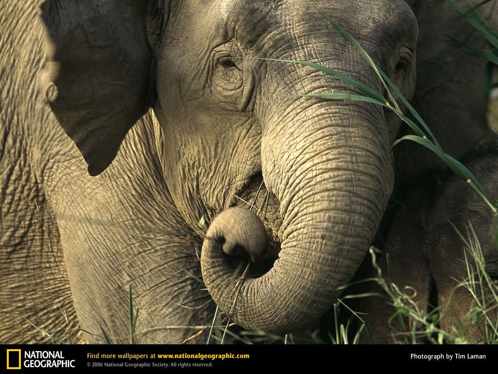 asian-elephant.jpg
