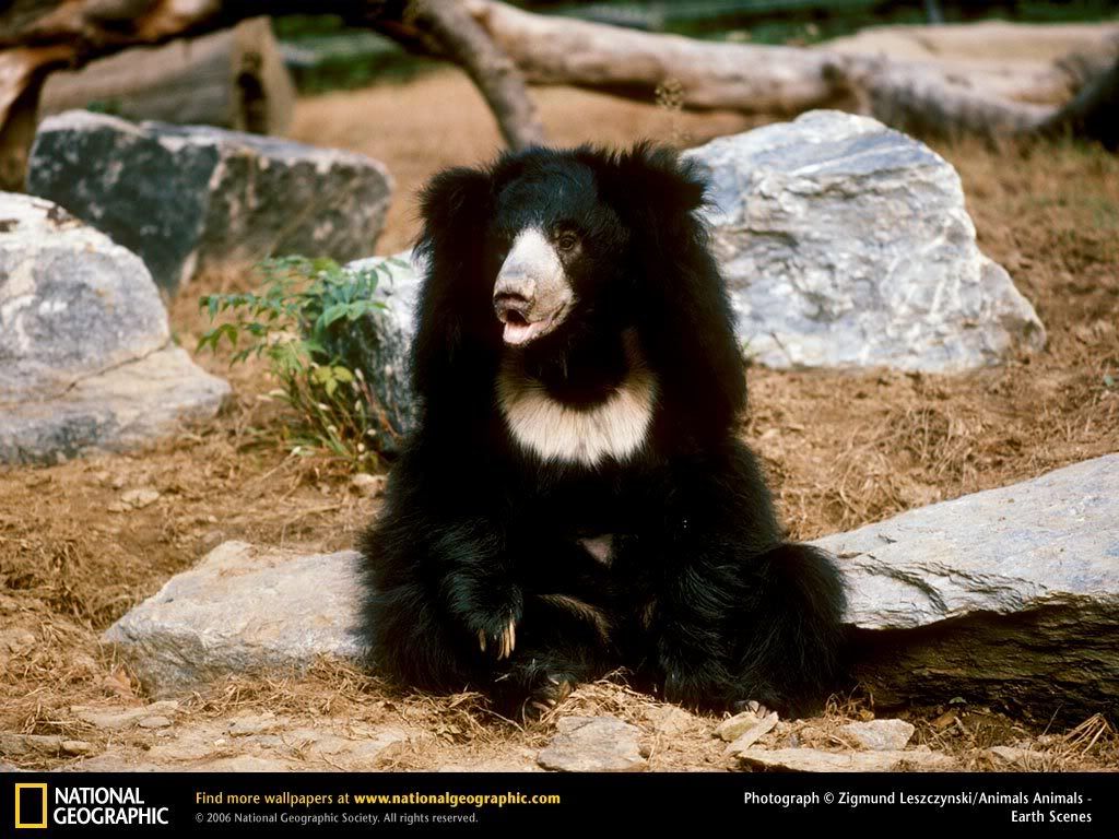 asiatic-sloth-bear.jpg