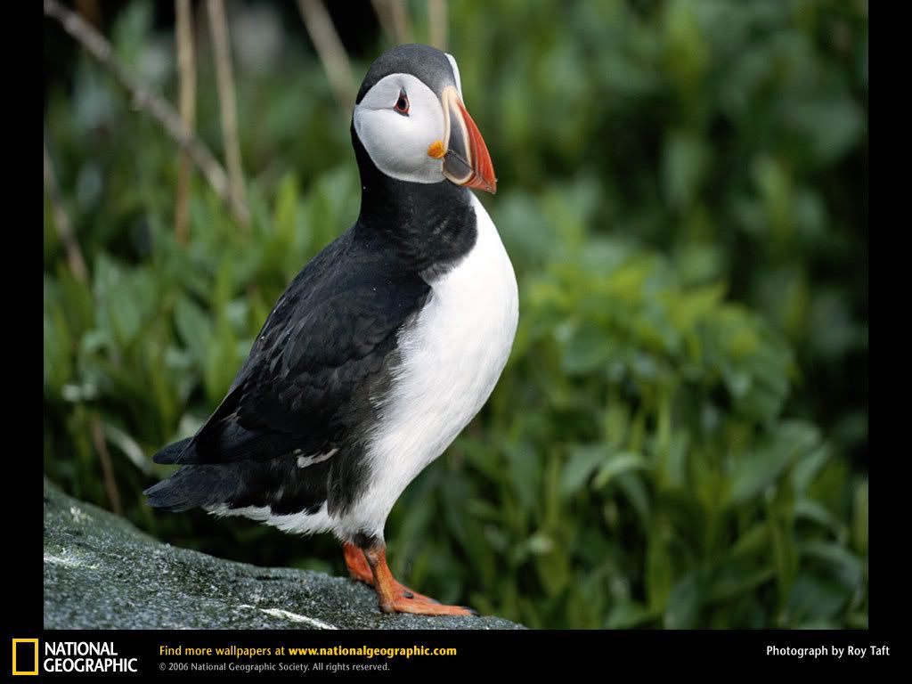 atlantic-puffin.jpg