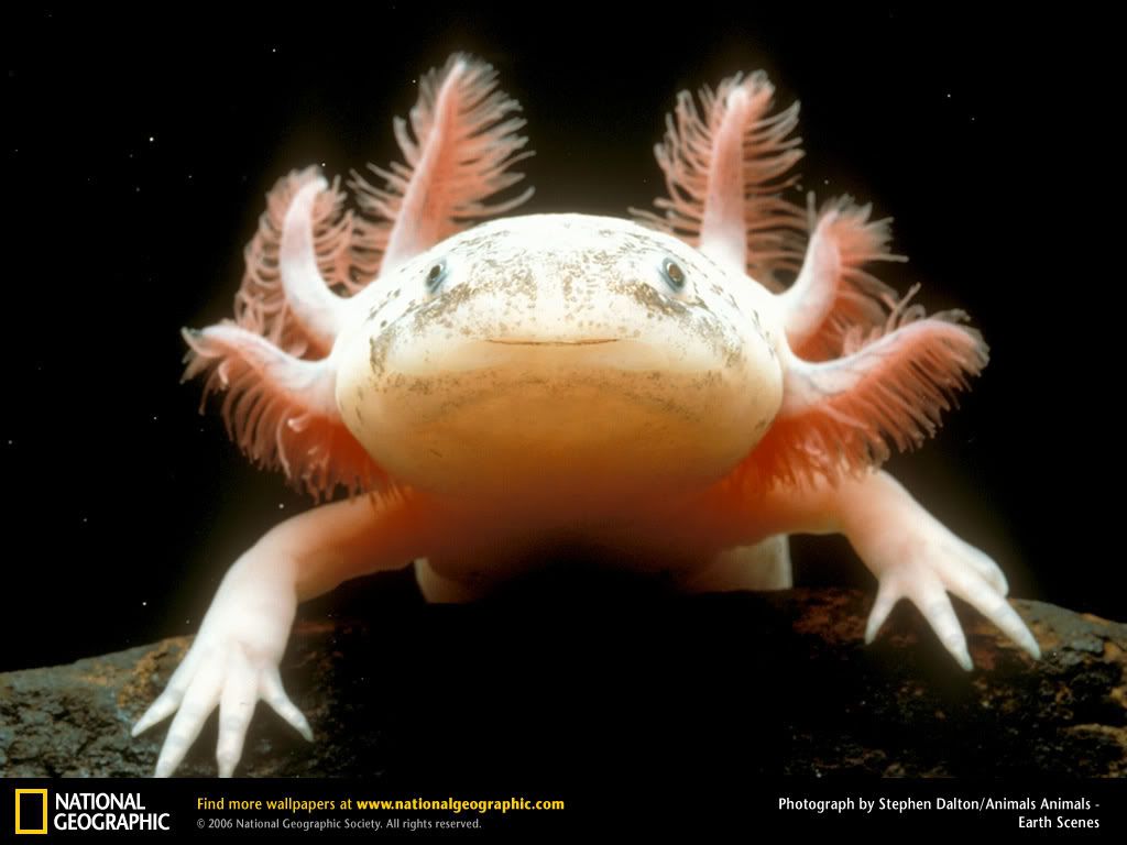 axolotl.jpg