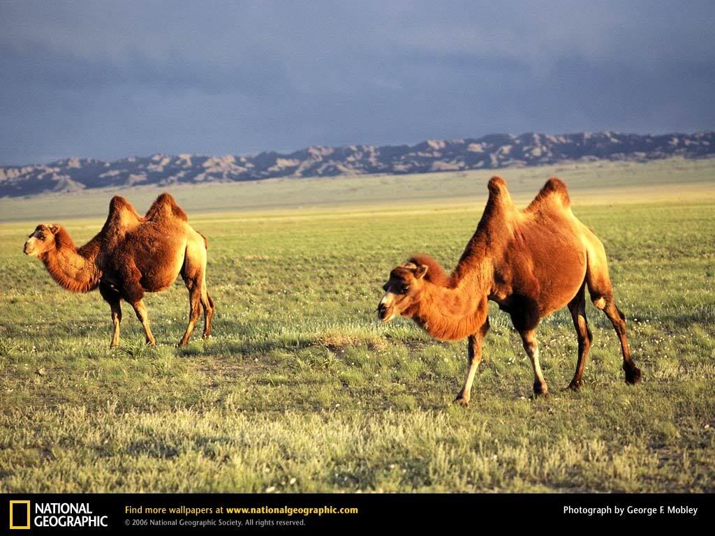 bactrian-camels.jpg