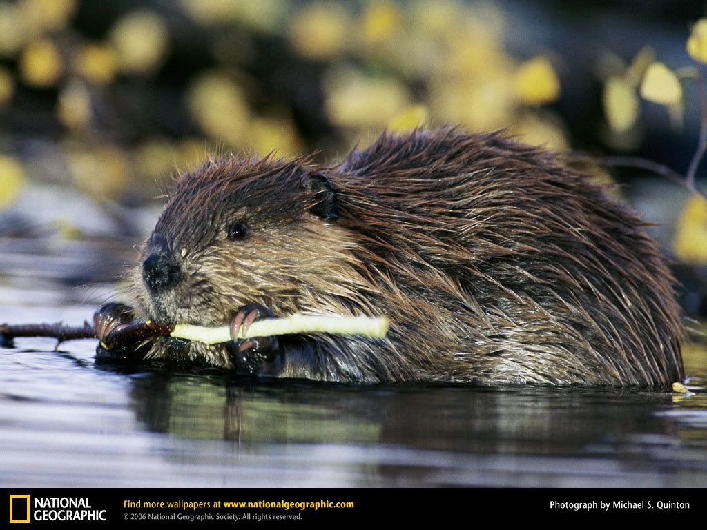 beaver.jpg