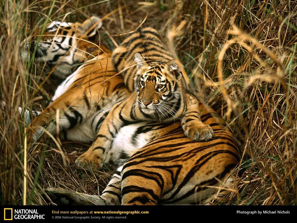 bengal-tigers-two-cubs.jpg