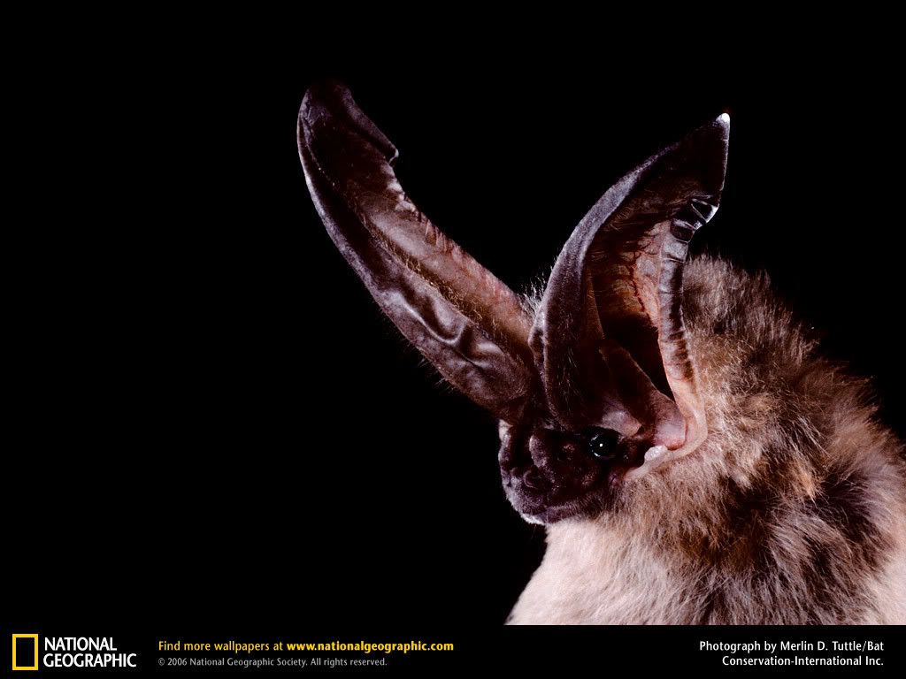 big-eared-bat.jpg
