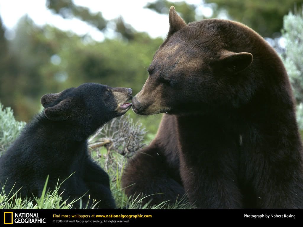 black-bear-mom-cub.jpg