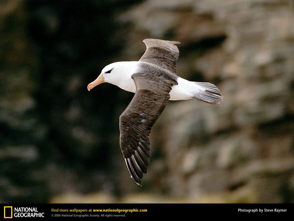 black-browed-albatross.jpg