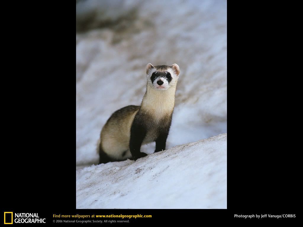 black-footed-ferret.jpg