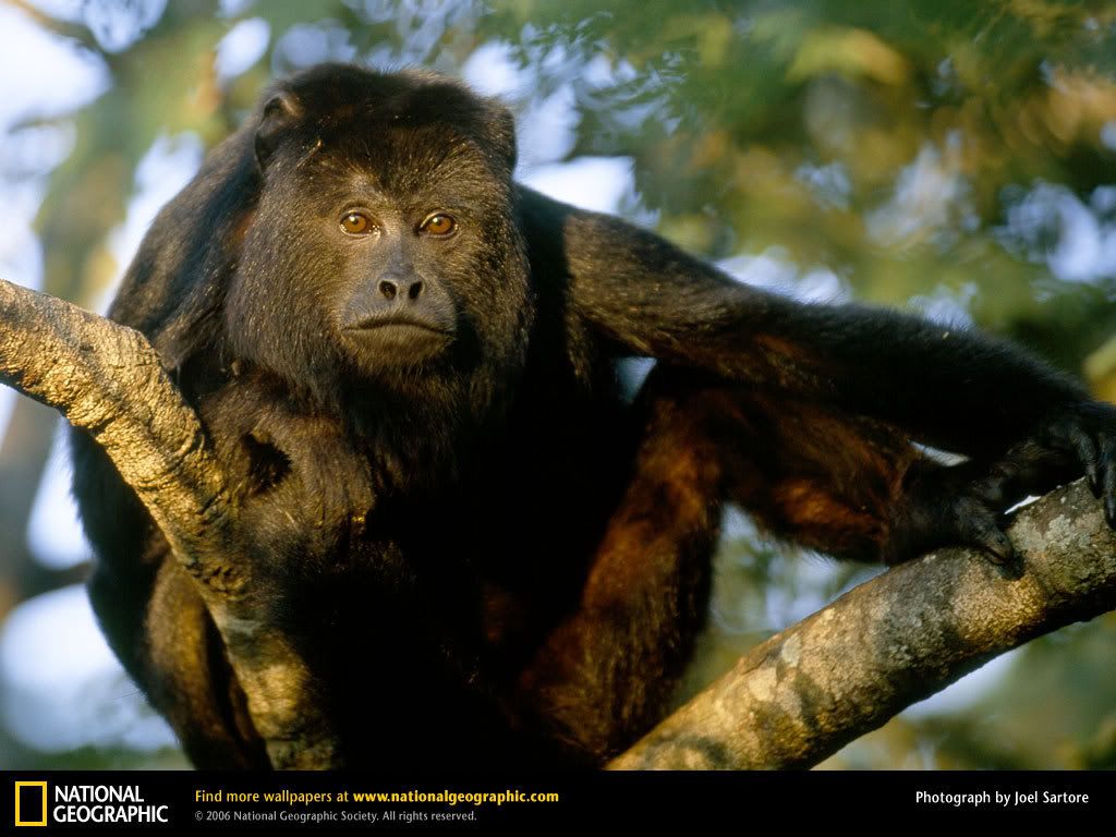 black-howler-monkey.jpg