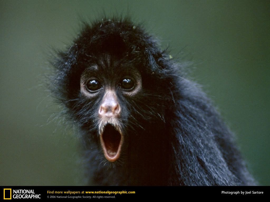 black-spider-monkey.jpg