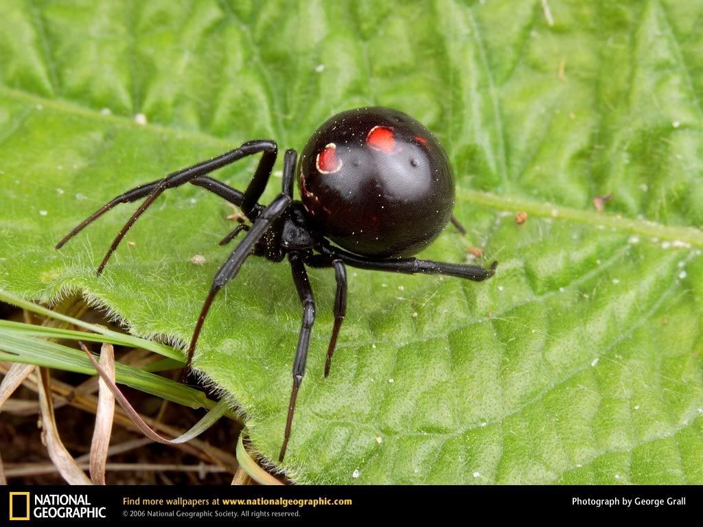 black-widow-spider.jpg