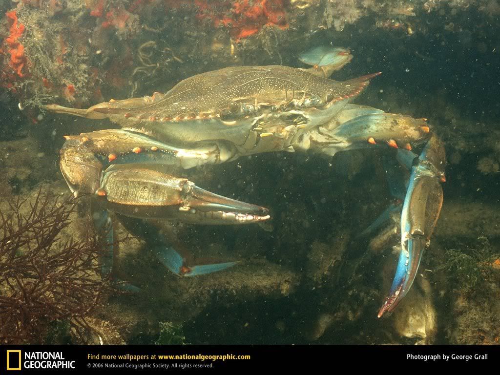 blue-crab.jpg