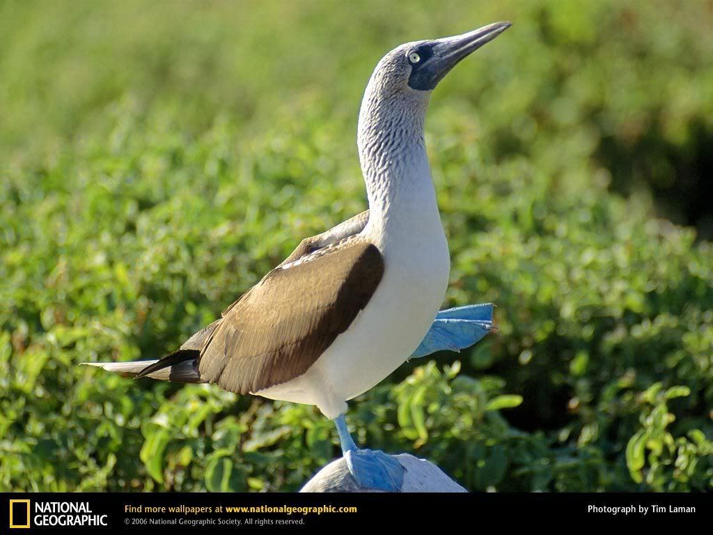 blue-footed-booby.jpg