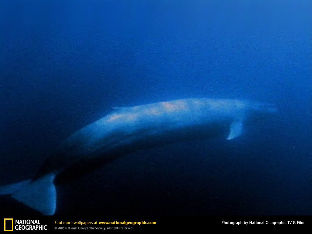 blue-whale.jpg