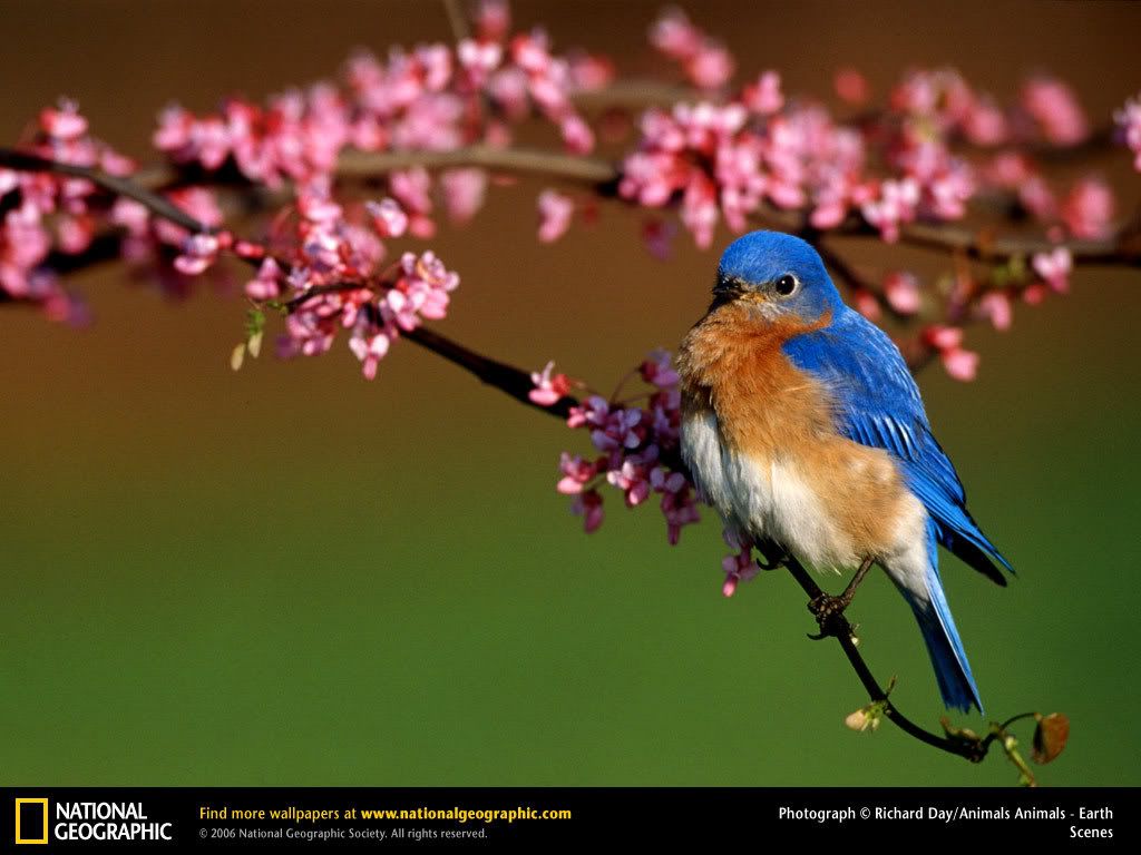 bluebird.jpg