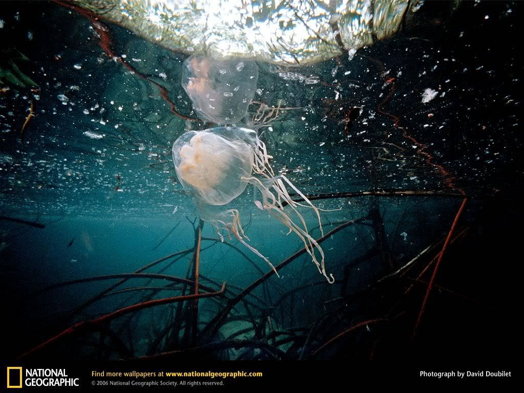 box-jellyfish.jpg