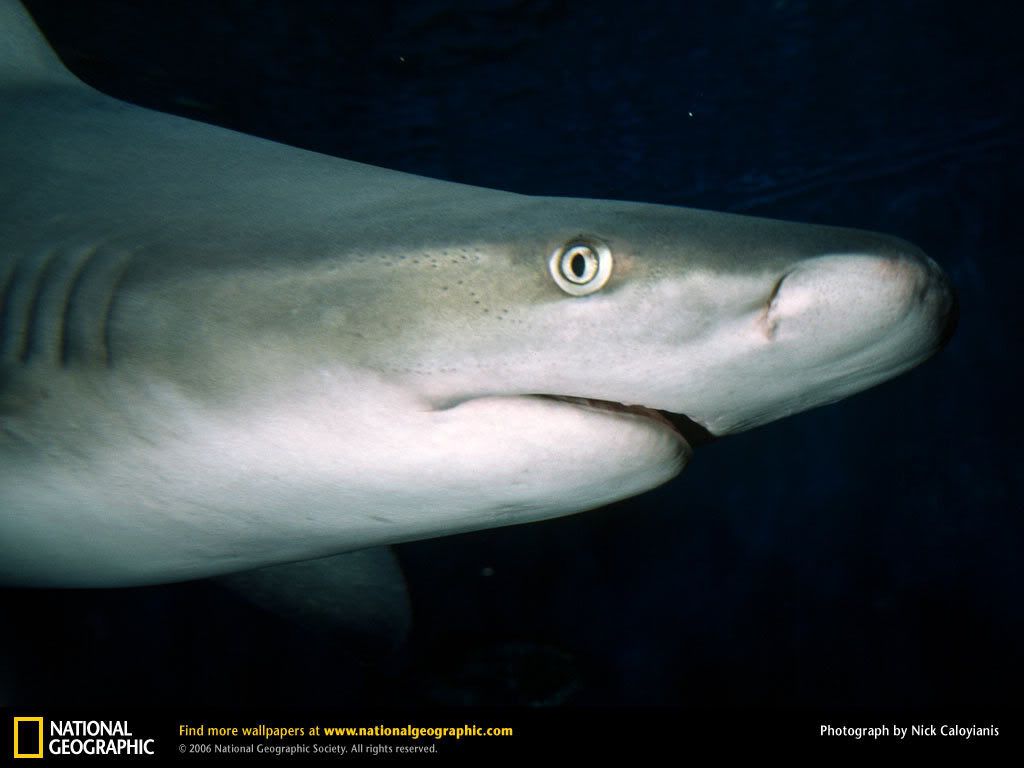 bull-shark.jpg
