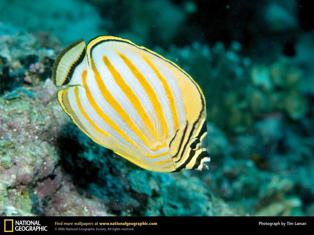 butterflyfish.jpg