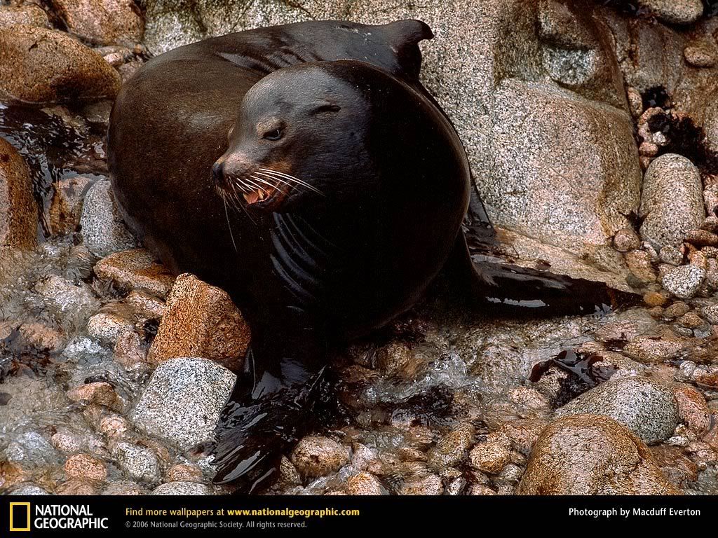 ca-sea-lion.jpg
