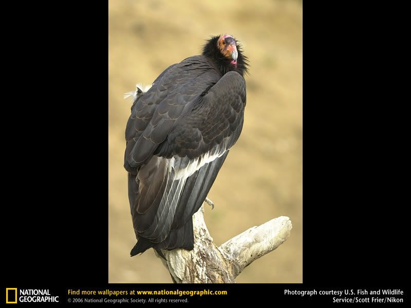 california-condor.jpg