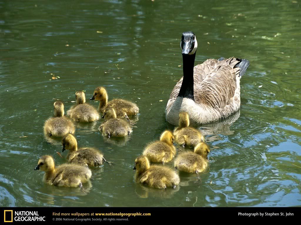canada-goose.jpg