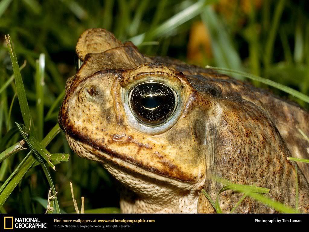 cane-toad.jpg