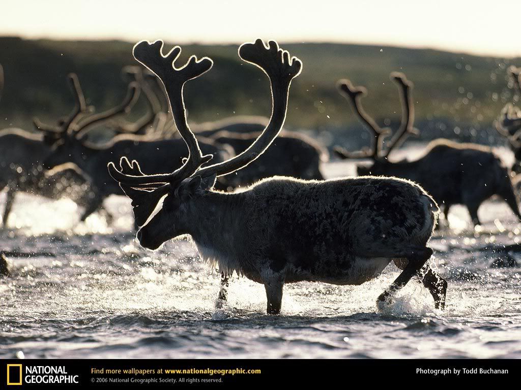 caribou-in-sun.jpg