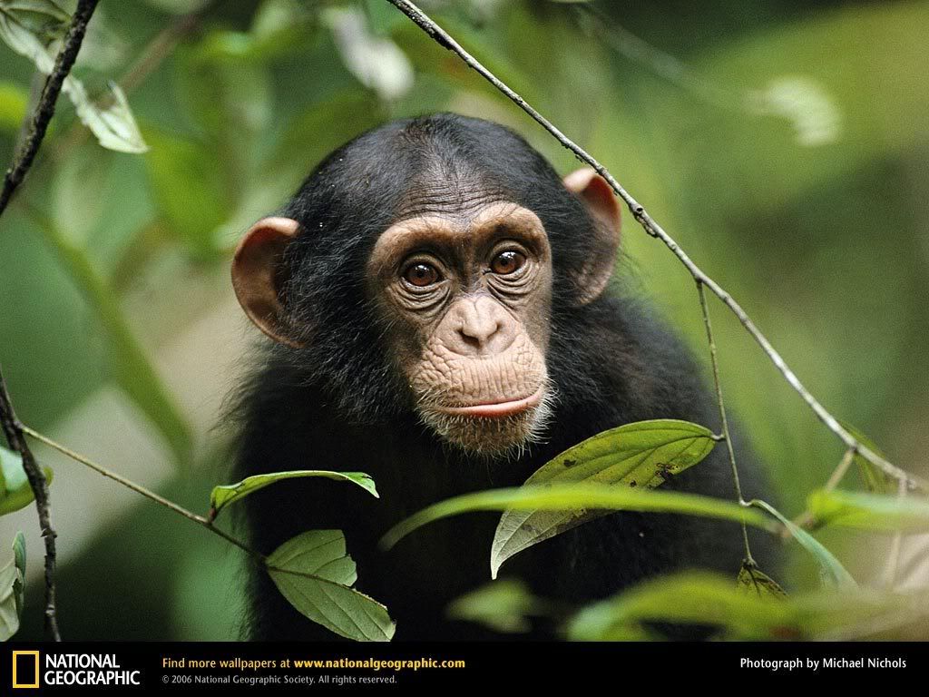 chimp-peeking-through-leaves.jpg
