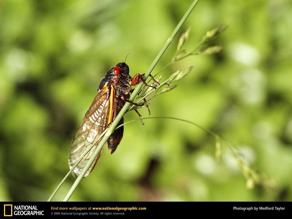 cicada.jpg