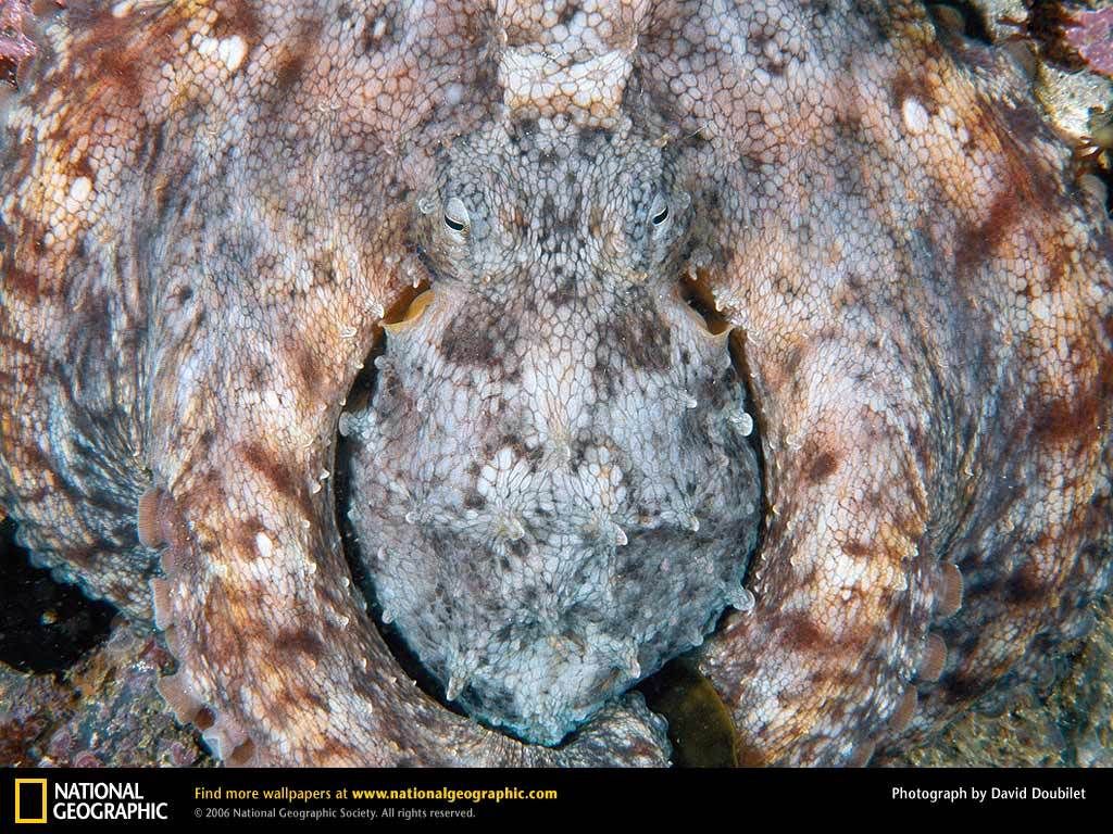 common-octopus.jpg