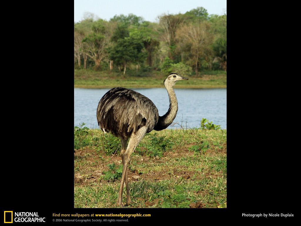 common-rhea.jpg