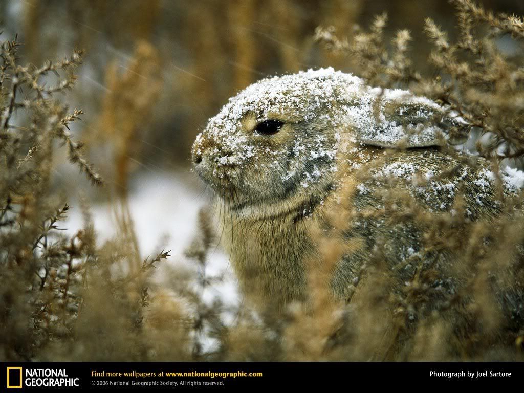 cottontail.jpg