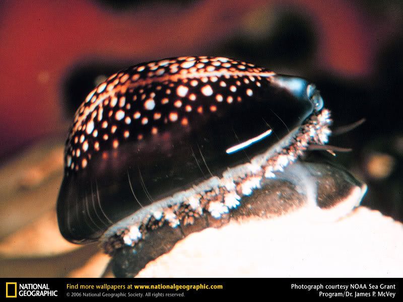 cowrie.jpg