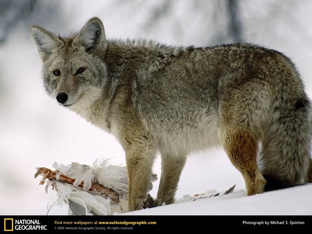 coyote-glancing.jpg