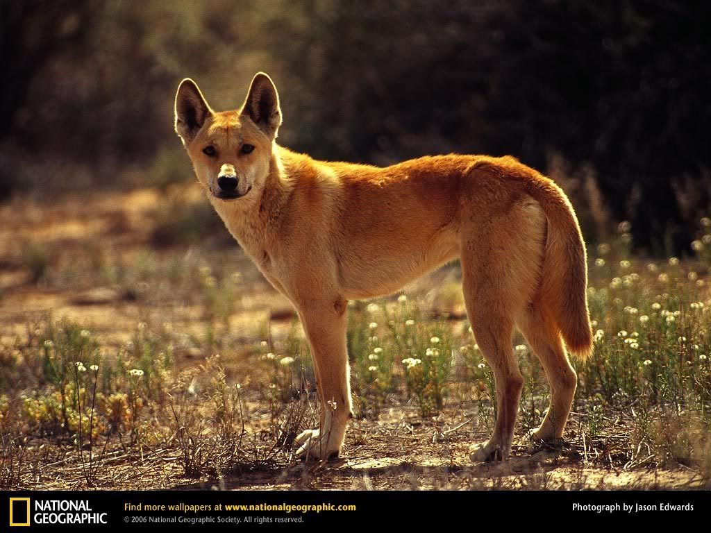 dingo.jpg