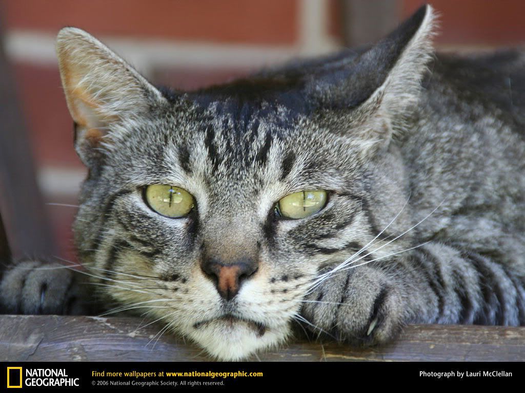 domestic-cat.jpg