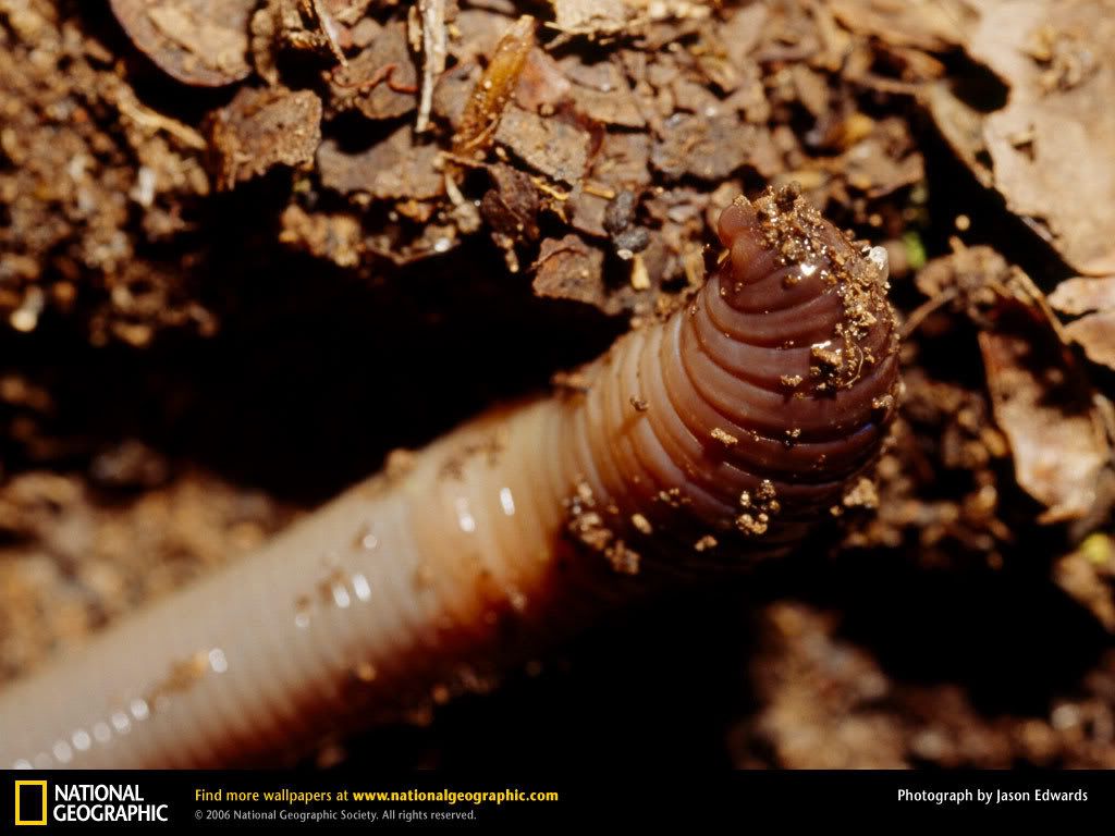 earth-worm.jpg