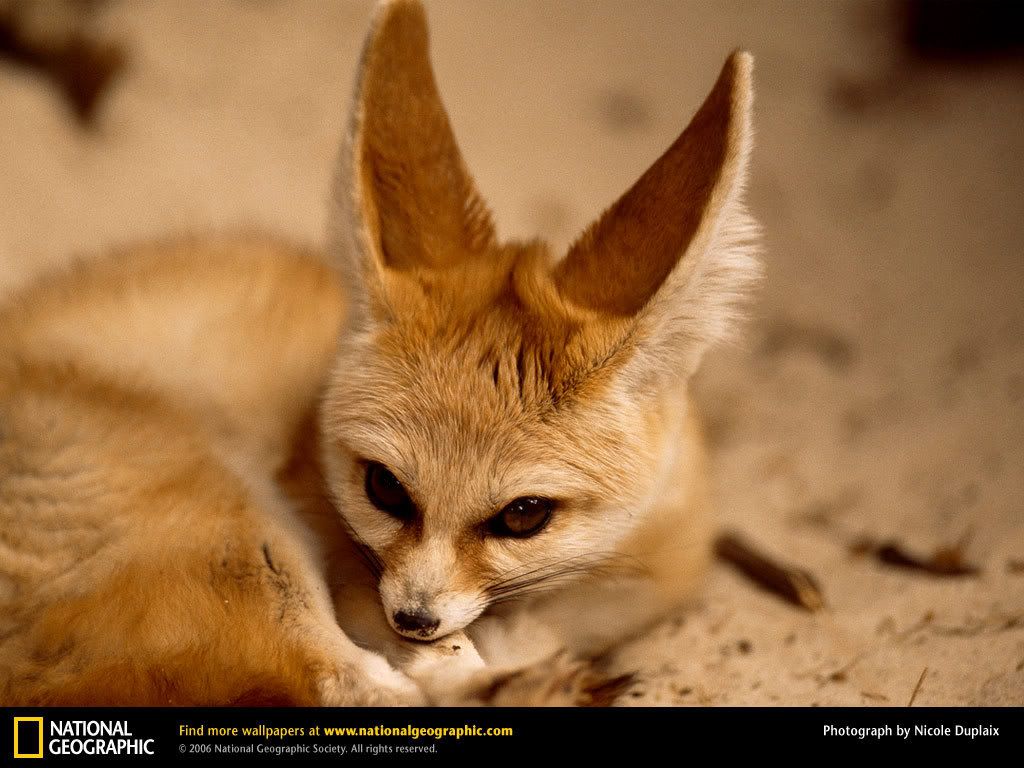fennec-fox.jpg