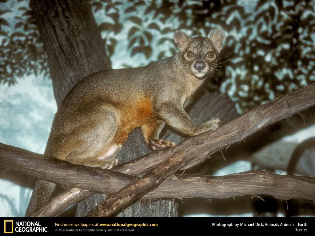 fossa.jpg