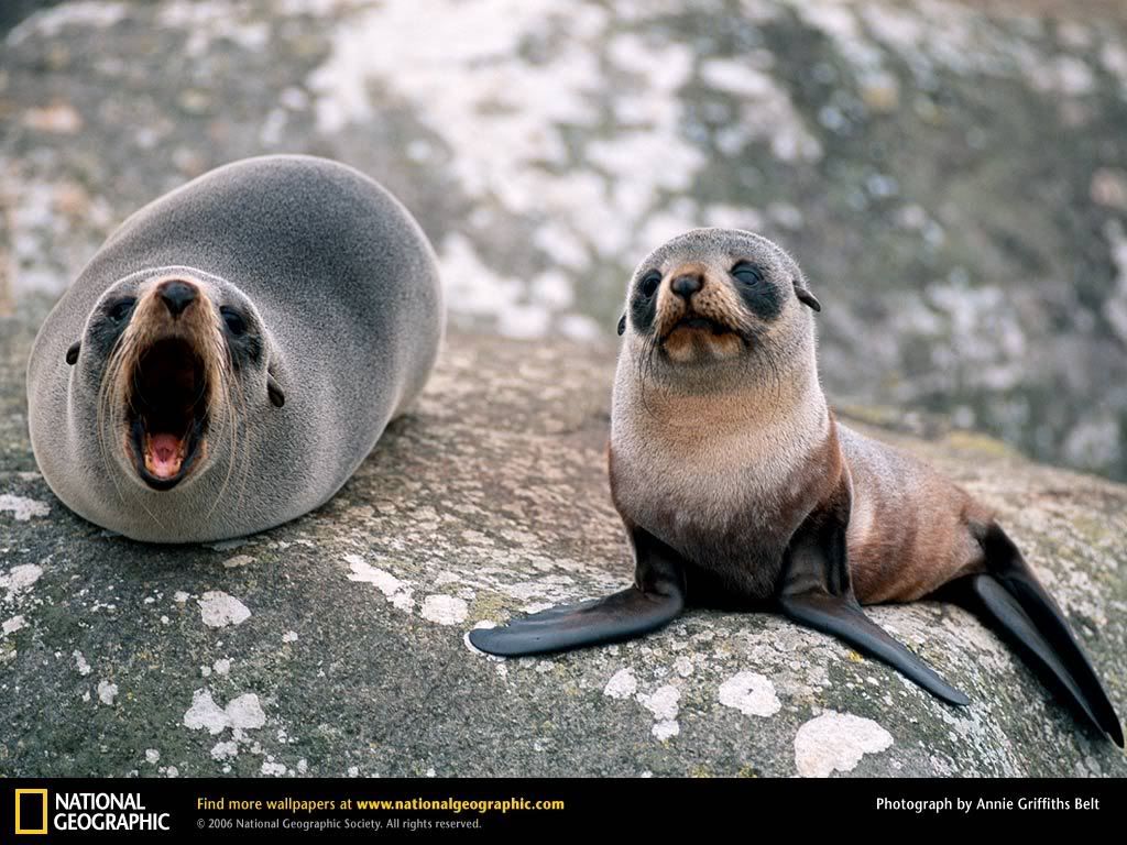 fur-seal-baby.jpg